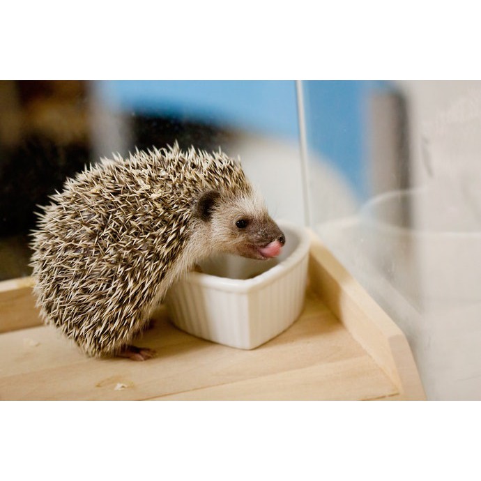 อาหารเม่นแคระเกาหลี ยี่ห้อ Mascota ขนาด600g. นำเข้าจากเกาหลีโดยตรง [พร้อมส่งCOD] ราคา ถูกที่สุด ดีลบีเคเค แกลเลอรีภาพที่ 9