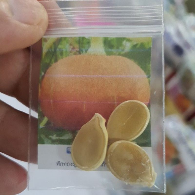 ฟักทองญี่ปุ่นสีส้ม📌10แถม1!!🎯ถูกที่สุด10บ.🎯เมล็ดพันธุ์ฟักทองญี่ปุ่นสีส้ม3-18เมล็ด📌ปลูกง่าย ☘️สีสวย📌โตไว☘️หวานมัน - รูปที่ 2