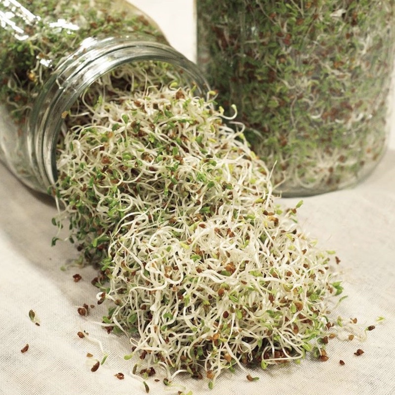 เมล็ดอัลฟัลฟา (Alfalfa) พืชต้นเล็กจิ๋ว แต่ประโยชน์ดีๆ มากเกินตัว