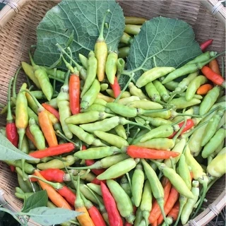เมล็ดพริกกะเหรี่ยงสั้น 30 เมล็ด