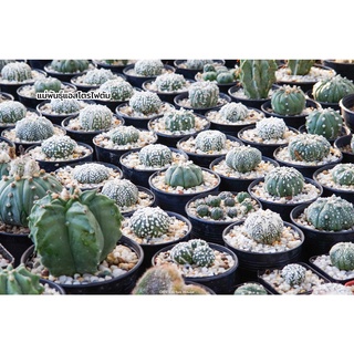 ไม้เมล็ด แอสโตรไฟตัม Astrophytum asterias