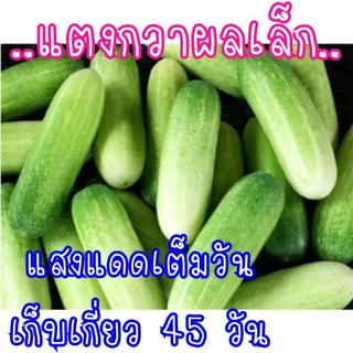 แตงกวาผลเล็กเก็บสดๆจากสวนชุด2ก.ก90บาท