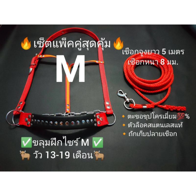 ขลุมวัวฝึกเข้าหนังแท้+สายจูงวัว +ตะขอเงิน โซ่ชุปโครเมี่ยแท้+แพ็คเกจคู่ราคาถูก เม่า่วัว เค่าวัว เชือกหนา