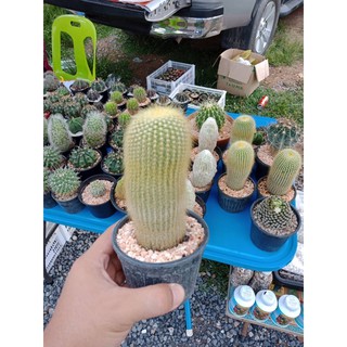 [ถูกสุด] Cactus กระบองทอง กระบองเพชร แคคตัส