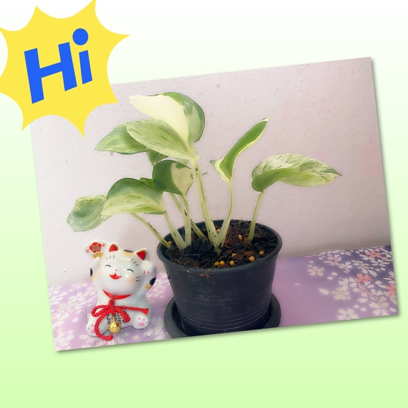 พลูแอปเปิ้ล 🌿Manjula Pothos🌿