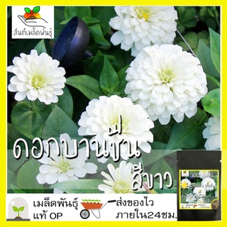 เมล็ดพันธุ์ ดอกบานชื่น สีขาว 100เมล็ด Mixed White Zinnia Flower เมล็ดพันธุ์แท้ นำเข้าจากต่างประเทศ ปลูกผัก สวนครัว ถูกดี