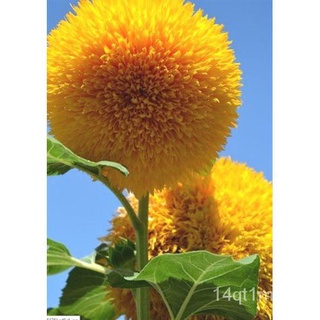 Teddy bear sunflowerเมล็ด | sunflower | teddy sunflower | goldy honey bear | darf sungolfเด็ก/เสื้อ/คื่นฉ่าย/ดอกทานตะวัน