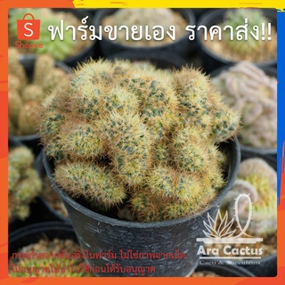 สวนขายเอง! แมมเมล็ดพริกคริส Mammillaria prolifera cristata ไซส์กระถาง 4 นิ้ว แคคตัส กระบองเพชร ต้นไม้ประดับ อวบน้ำ