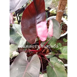 Philodendron Pink Princess (พริ้งปริ้นเซ็ท)