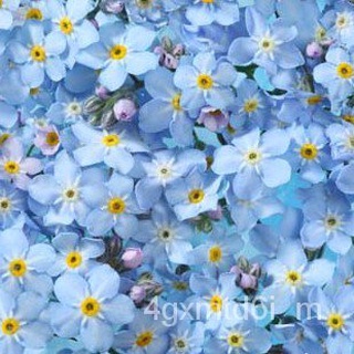 (ผู้ค้าส่งเมล็ดพันธุ์) ดอก Forget Me Not  ถูกที่สุด 9 บ.ฟอเกตมีน้อต งอกดี สีสวยมากนำเข้าจากต่างประเทศต้นฟอกอากาศเมล็ดพัน