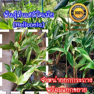 ต้นพันธุ์เฮลิโคเนีย (Heliconia)  จำหน่ายยกกระถางพร้อมขยายหน่อ  มีประกันระหว่างขนส่ง พร้อมจัดส่ง(จำกัด1กล่อง/1กระถาง)