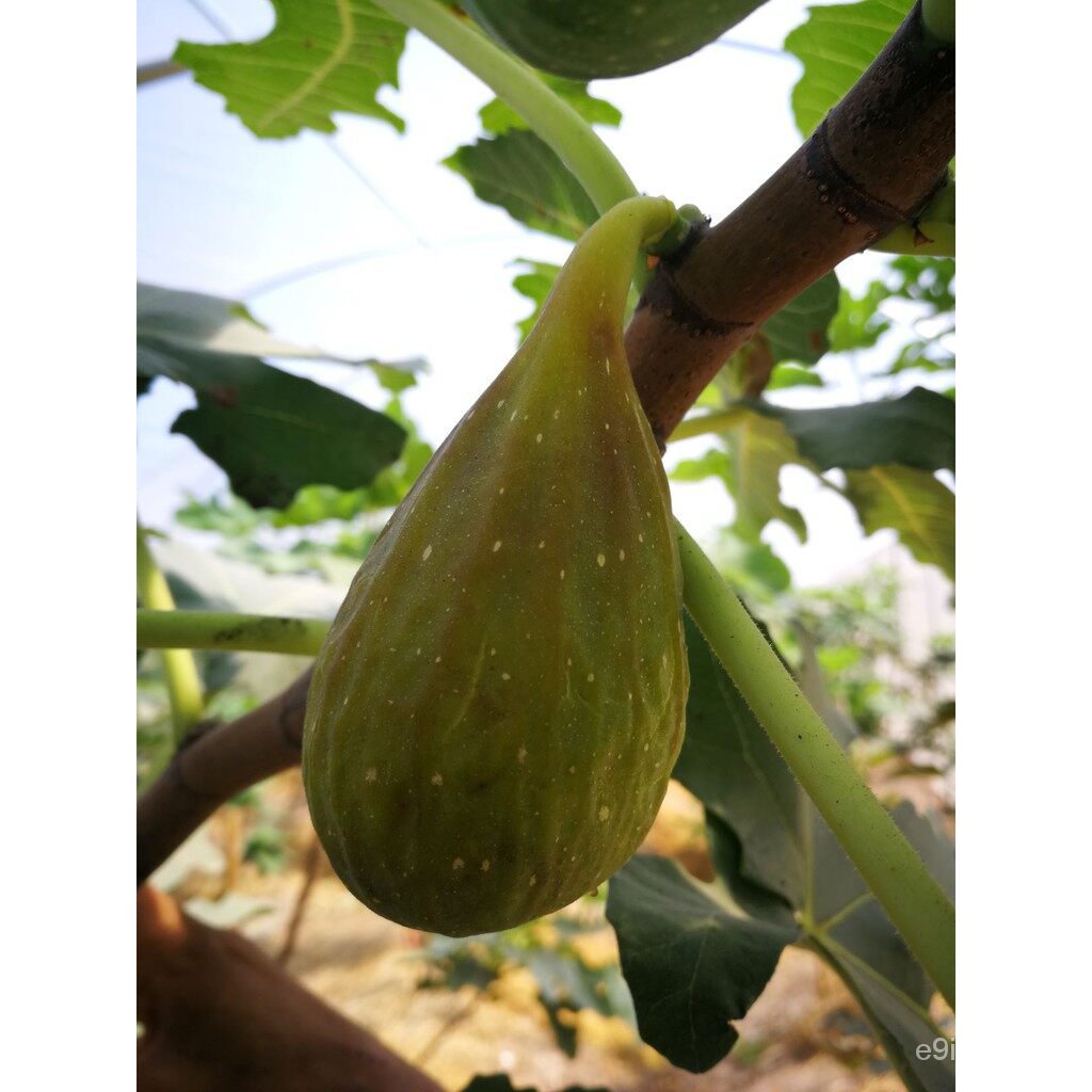 เมล็ดพืชคุณภาพสูง ต้นมะเดื่อพันธุ์ long d'aout Figs ขนาด 6นิ้ว ลำต้นสูง 45-50 ซม (ทาบกิ่ง) KA51