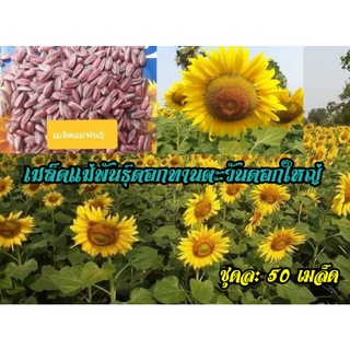 เมล็ดแม่พันธุ์ดอกทานตะวันดอกใหญ่