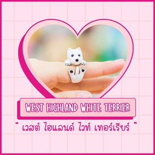 Ring / แหวน : West Highland White Terrier / เวสต์ ไฮต์แลนด์ ไวต์ เทร์เรียร์