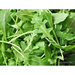 Arugula Salad 100เมล็ดสวนจรวดใบงาF1ผสมเมล็ดPremiunเมล็ดมะละกอ/ดอกไม้/กระโปรง/บ้านสวน/กุหลาบ/แม่และเด็ก/เมล็ด/แอปเปิ้ล/กา