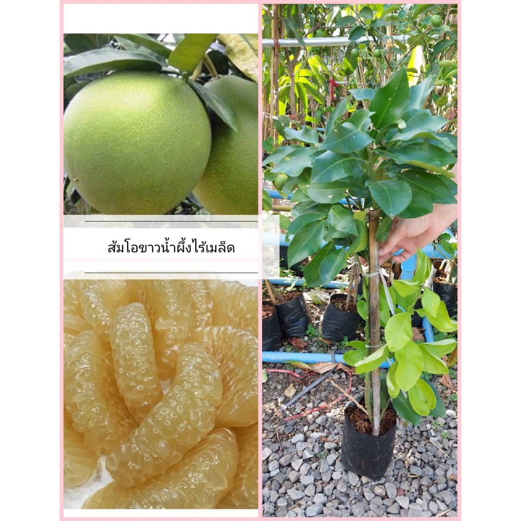 ต้นส้มโอขาวน้ำผึ้งไร้เมล็ดกิ่งตอนในถุงเพาะชำ ความสูง 70 – 90 ซม. พันธุ์แท้​ 100% พร้อมปลูก
