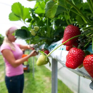 เมล็ดพันธุ์ Strawberry สายพันธุ์ Guardian 50 เมล็ด เมล็ดพันธุ์นำเข้าจาก ยุโรป