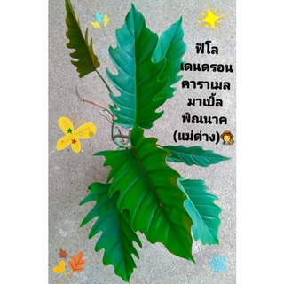 Philodendron Caramel Marble หรือพิณนาค แม่พันธุ์ด่าง ไม่สวยจากเนื้อเยื่อ ใบสวยงามโดดเด่นมีเอกลักษณ์👩‍🌾