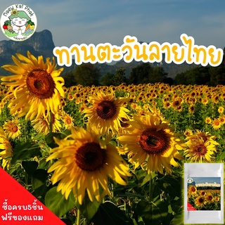 เมล็ดพันธุ์ ดอกทานตะวัน ลายไทย Sun flower Seeds ต้นสูง ดอกสวย 200 เมล็ด เมล็ดพันธุ์แท้ นำเข้าจากต่างประเทศ ปลูกดอกไม้ ทานตะวัน เมล็ดต้นอ่อนทานตะวัน ขายดี พร้อมส่ง เมล็ดทานตะวัน เมล็ดดอกทานตะวัน