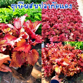 ฤาษีผสมปลากัดแดง🌱พันธุ์ไทย(รับประกันสินค้าชำรุดเสียหาย)