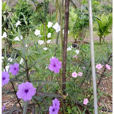 🌺 ต้นฟ้าประทานพรในถุงชำ   🌺
