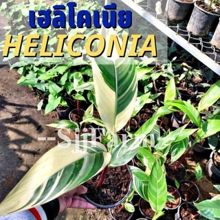 (1 ต้น)พร้อมจัดส่ง ต้นเฮลิโคเนียด่างลายฟลอริด้า Variegated heliconia ต้นธรรมรักษา ไม้ฟอกอากาศ คละความสูง/ต้น ส่งยกกระถาง