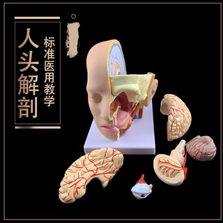 โมเดลหุ่นอนาโตมี่ Human Head Anatomical Model Brain Model4Parts Hospital Teaching Human Head with Cerebral Artery Model