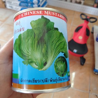 ผักกาดเขียว(ปลี) พันธ์เขียวเด่น 60กรัม 40บาท