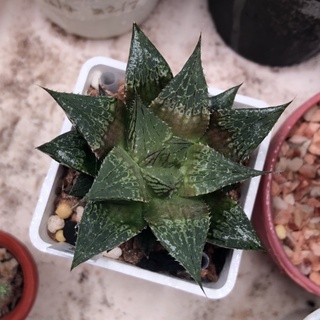 ฮาโวเทีย Haworthia comptoniana hybrid