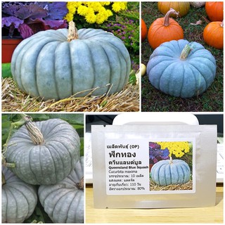 เมล็ดพันธุ์ ฟักทอง ควีนแลนด์บูล (Queensland Blue Squash Seed) บรรจุ 10 เมล็ด คุณภาพดี ของแท้ 100%