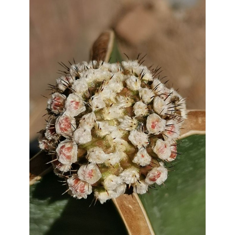#1- ยิมโนมอนส์เตอร์ คริส ด่าง ไม้กราฟ Gymnocalycium cristata monster cactus แคคตัส กระบองเพชร ไม้อวบน้ำ ไม้กราฟ​