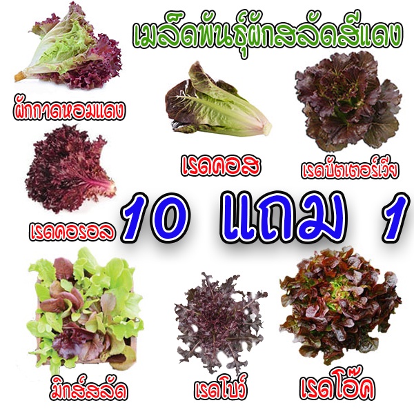 เมล็ดพันธุ์ ผักสลัดสีแดง เมล็ดสลัดใบสีแดง 100-200 เมล็ด มีคู่มือการปลูก ถูกสุด 9 บาท [ซื้อ 10 แถม 1คละได้]