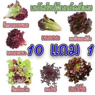 เมล็ดพันธุ์ 🍅ผักสลัดสีแดง เมล็ดสลัดใบสีแดง 100-200 เมล็ด 🥬มีคู่มือการปลูก🥬 ถูกสุด 9 บาท [ซื้อ 10 แถม 1คละได้]