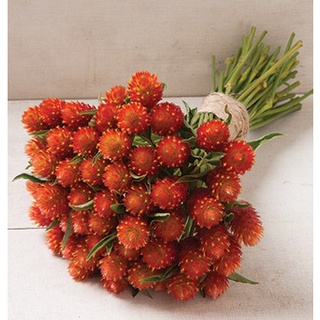 20 เมล็ด บานไม่รู้โรยสีส้ม - QIS Orange Gomphrena