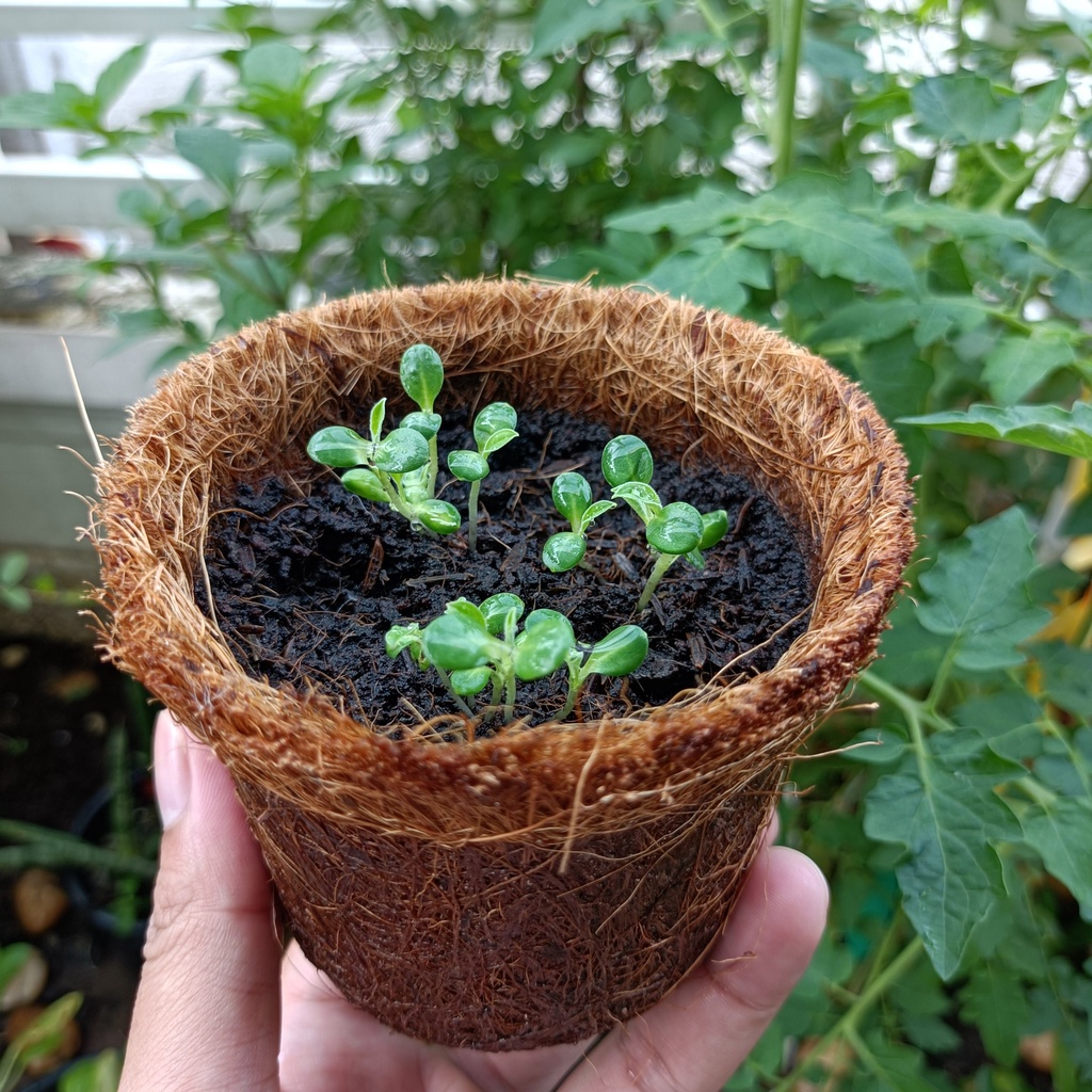 ชุดปลูกดอกไม้ ชุดของขวัญ ชุดพร้อมปลูกดอกดาวเรืองทอง - รูปที่ 5