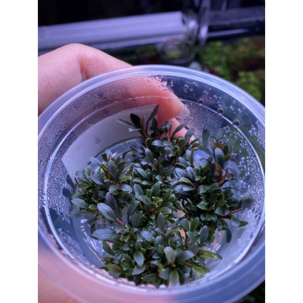 ไม้น้ำ บูเซป เรดมินิ Bucep redmini ในเนื้อเยื่อ