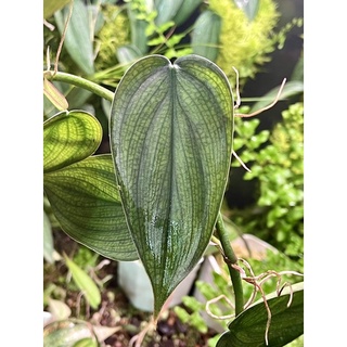 Philodendron burle marx fantasy ไม้ตัดสดวางข้อมีรากแล้ว