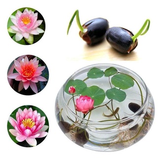 （เมล็ดพันธุ์ ถูก คละ）10 ชิ้น บัวคละสี เมล็ดบัวจิ๋ว Mini Lotus Water Lily flower seeds เมล็ดดอกไม้ สวนบัว บัวเเคระ AG9W