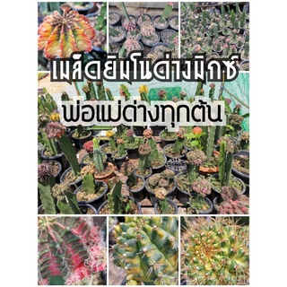 เมล็ด​ยิมโนด่าง มิกซ์ Mix gymnocalycium​ seeds​ Cactus แคคตัส กระบองเพชร ไม้อวบน้ำ ราคาถูก​ ยิมโนด่าง gymno Pink Daimon