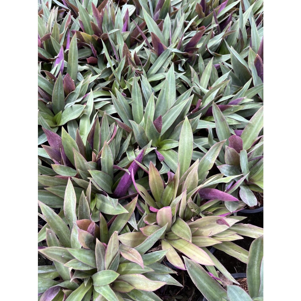 มุมมอง 2