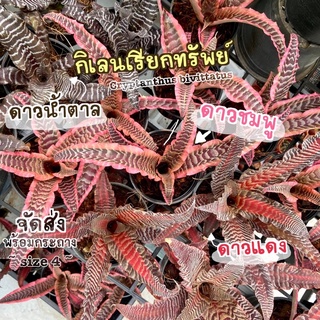 (สับปะรดสีกิเลน / กิเลนเรียกทรัพย์) ดาวน้ำตาล ดาวชมพู ดาวแดง Cryptanthus bivittatus  ต้นไม้มงคล ต้นไม้ฟอกอากาศ