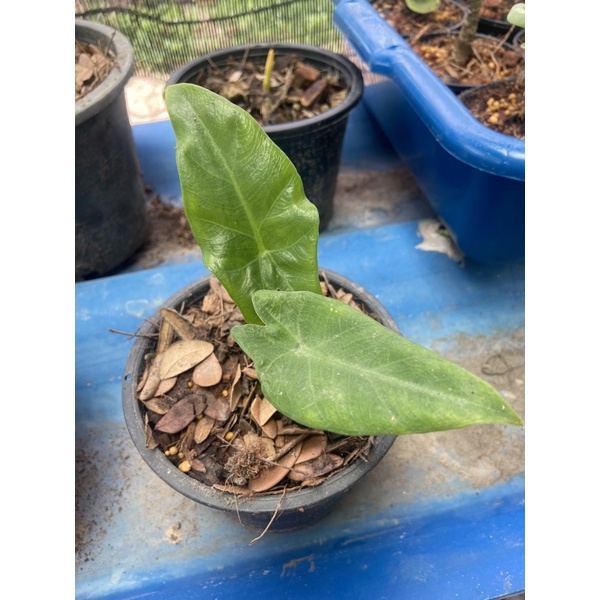 เพชรเจ็ดสี ต้นลูก แม่ด่างเทพ Alocasia New Guinea Gold