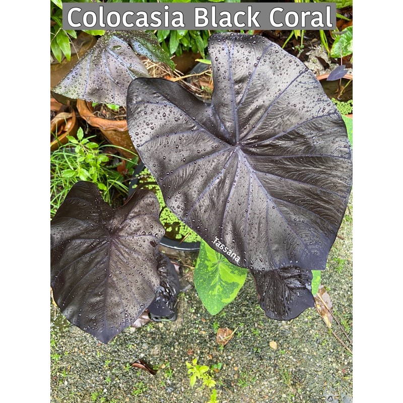 - พร้อมส่ง - Colocasia Black Coral บอนดำแมททาลิค