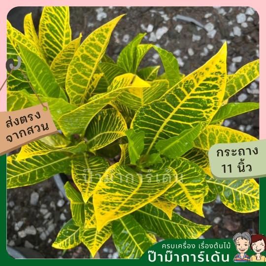 มุมมอง 2