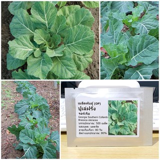 เมล็ดพันธุ์ ปูเล่ฝรั่ง จอร์เจีย (Georgia Southern Collards Seed) บรรจุ 500 เมล็ด คุณภาพดี ราคาถูก ของแท้ 100%