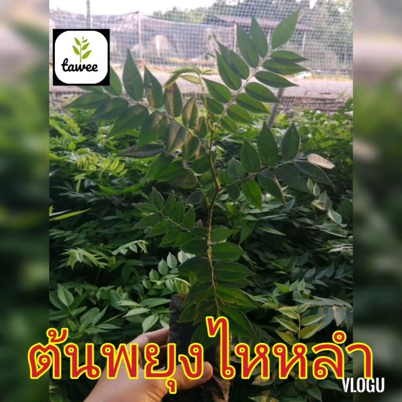 ต้นพยุงไหหลำ สูง 15-20 ซม. กล้าไม้ป่าไม้เศรษฐกิจ