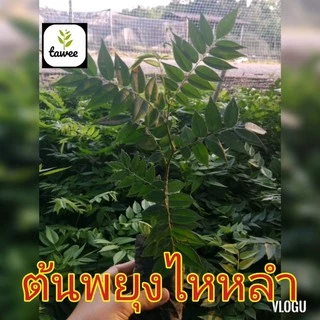 ต้นพยุงไหหลำ​ สูง​ 15-20​ ซม.​ กล้าไม้​ป่าไม้​เศรษฐกิจ​