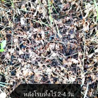 จุลินทรีย์เม็ดเกลือ กำจัดหญ้า หรือ กำจัดกอไผ่ และวัชพืช ปลอดภัยจากสารเคมี100% บรรจุ 1kg.