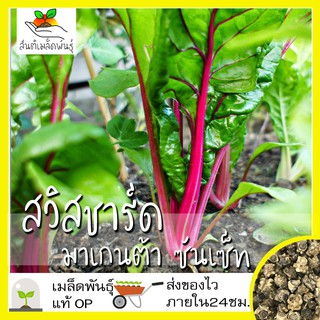 เมล็ดพันธุ์ สวิสชาร์ด มาเกนต้าซันเซ็ท 60 เมล็ด Magenta Sunset Swiss Chard Seed เมล็ดพันธุ์แท้ นำเข้าจากต่างประเทศ โตไว