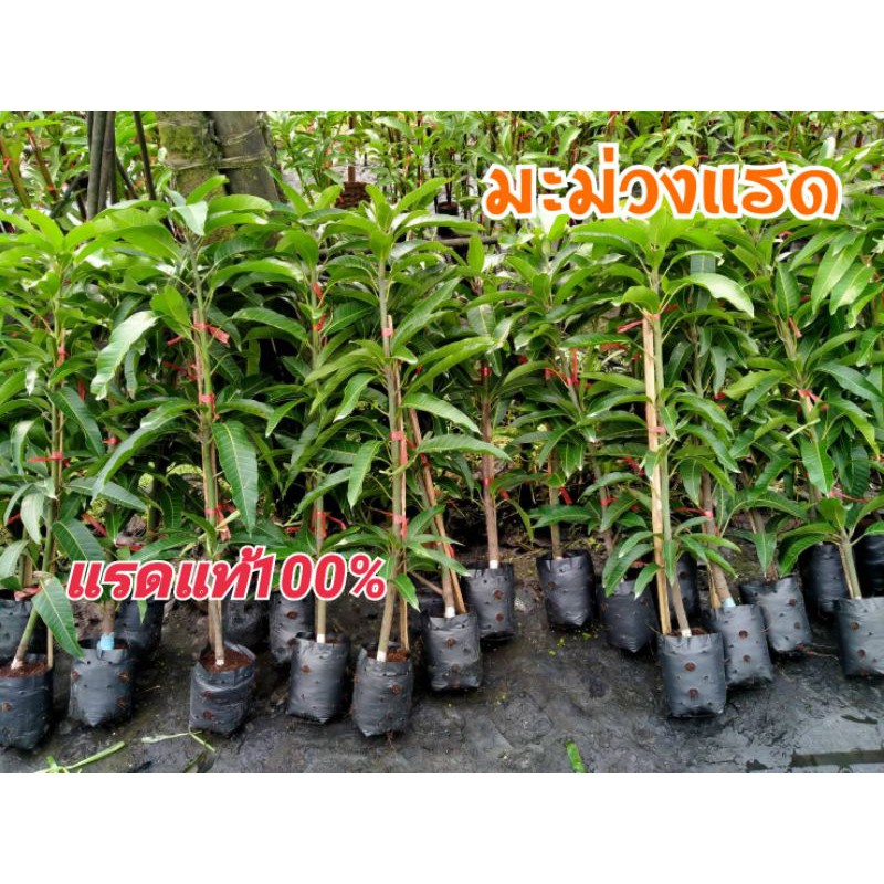 ต้นมะม่วงแรด ต้นสวยตรงปก กิ่งทาบ น่าสะสม
